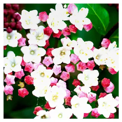 Produktbild von Viburnum tinus Laurustinus Immergrüner blühender Strauch im Topf mit Beeren für den Garten
