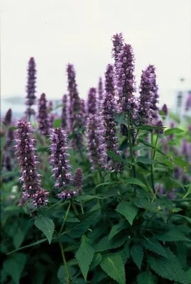 Image de 12 plants d'Agastache 'Blue Fortune', avec des fleurs bleu lavande
