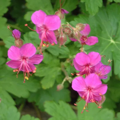 Obrázok produktu pre 6 x Geranium macrorrhizum 'Czakor'  | Kvetináč 9 cm x 9 cm