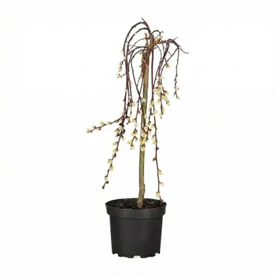 Productafbeelding van JUNAVERA alix caprea 'Kilmarnock' | 70 cm hoog | In 17 cm pot | Compacte treurwilg op stam met vroege katjes, AI-gegenereerde afbeelding
