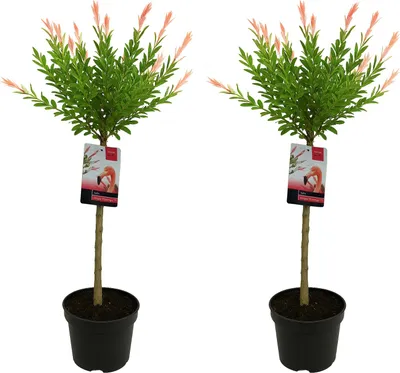 Produktbild von Bloomique - 2er-Set - Salix Integra Flamingo - bunte Weide - Gartenpflanzen - winterhart - 80-100 cm hoch - Topf 19 cm