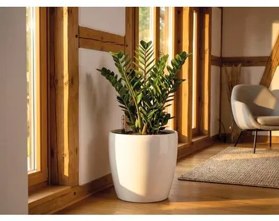 Produktbild von Glücksfeder FloraSelf Zamioculcas zamiifolia H 80-100 cm Ø 21 cm Topf