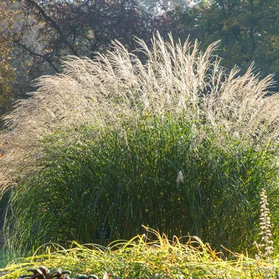 Zdjęcie produktu dla Bloomique - Zestaw 3 szt. - Miscanthus Sinensis - Trawa ozdobna - Rośliny ogrodowe - Odporne na zimę - Wysokość 10-20 cm - Doniczka 9x9 cm