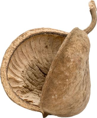 Buddha-Nuss in Natur, Größe ca. 8-15cm | Pterygota alata