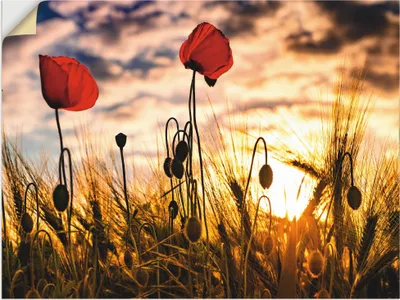 Produktbild von ARTland Wandbild, selbstklebend Mohnblumen im Sonnenuntergang Größe: 80x60 cm