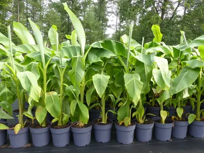 Produktbild von Bananenstaude Banane Musa Basjoo 120 - 150 cm winterhart Staude japanische Faserbanane