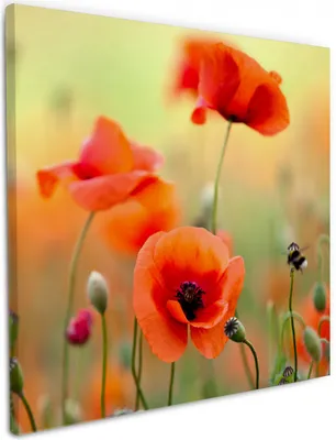 Produktbild von Wallario Premium Leinwandbild Mohnblumenblüten in Größe 50 x 50 cm