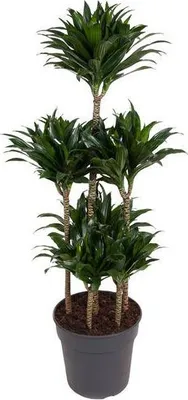 Zdjęcie produktu dla Drzewo smocze Dracaena Compacta Karussell 130 cm, średnica 31 cm – roślina doniczkowa, łatwa w pielęgnacji