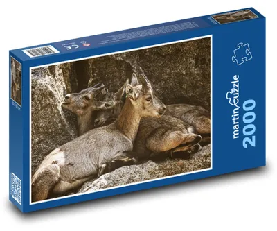 Produktbild von Puzzle 2000 Steinbockjunge im Zoo - martinpuzzle