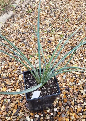 Image de Yucca filifera / Yucca filifère