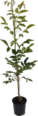 Produktbild von Franquette veredelter Walnussbaum reichtragende grossfrüchtige Sorte ca. 50-80 cm, 9,5 Liter Topf