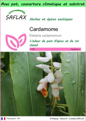 Image de SAFLAX Garden to go - Cardamome - 20 graines - Elettaria