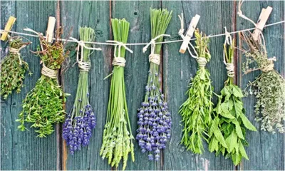 Produktbild von Küchenrückwand mySpotti Profix Kräuter der Provence 100 x 60 cm PX-10060-207-HB
