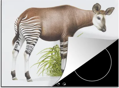 Produktbild von KitchenYeah© Herdabdeckplatte Illustration eines Okapis , 77x59cm, Küche Deko, Glaskeramikkochfeld Herdabdeckung, Abdeckplatte fùr Kochfeld