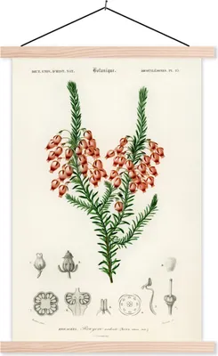 Produktbild von MuchoWow® Textilposter Pflanze - Blume - Botanik 60x90 cm mit holzfarbenen Rahmen - Textil