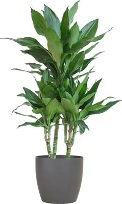 Obrázek produktu pro Dracaena Janet Lind 95 cm – pokojová rostlina dracaena, průměr 21 cm – nenáročná zelená rostlina v šedém květináči Viber