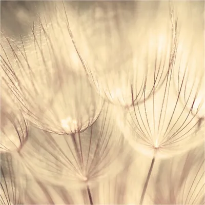 Produktbild von Fototapete Blumen - Vliestapete - Bildtapete UV-beständig Pusteblume gelb Motiv Wandtapete geruchsfrei