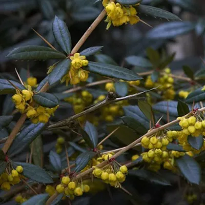 Immagine prodotto di 2 x Berberitze - Berberis julianae | 30-40 cm in contenitore