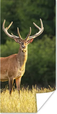 Produktbild von MuchoWow® Poster Hirsch - Geweih - Gras - Natur - Tiere - Grün 20x40 cm - Plakat - Foto