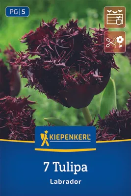 Produktbild von Kiepenkerl Gefranste Tulpe Labrador Tulipa hybrids 7 Zwiebeln