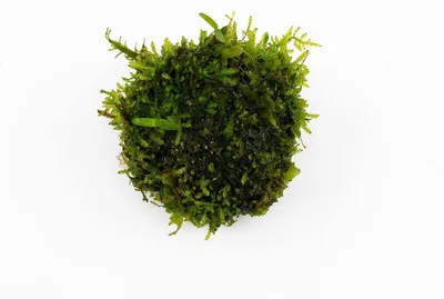 Produktbild von PlantMyTank - Weideball aus Moos- und Pflanzenmix - 4 cm x 6 cm