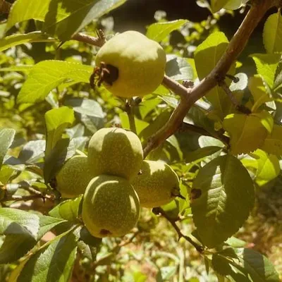 Zdjęcie produktu dla Pigwowiec japoński Orange Tea 2L