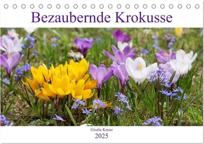 Produktbild von Bezaubernde Krokusse (Tischkalender 2025 DIN A5 quer), CALVENDO Monatskalender