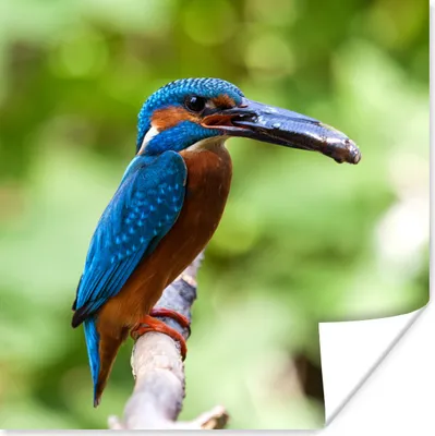Produktbild von MuchoWow® Poster Eisvogel - Fisch - Baum 100x100 cm - Babyzimmer