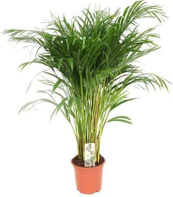Produktbild von Goldfruchtpalme Dypsis Lutescens Areca Palme Ø24cm ↕120cm Tropisch Zimmerpflanze