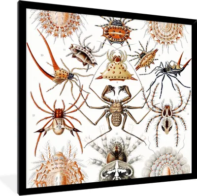 Produktbild von MuchoWow® Gerahmtes Poster Retro - Spinne - Ernst Haeckel - Spinnen 40x40 cm - Poster mit Schwarzem Bilderrahmen Wandposter Rahmen Foto Bilder - Mit Rahmen - Wanddekoration Schlafzimmer