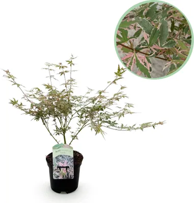 Zdjęcie produktu dla Klon japonski Acer palmatum Iyoshi Rosa - roslina balkonowa, srednica 19cm