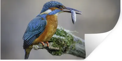 Produktbild von MuchoWow® Wandtattoo Wandsticker Wandaufkleber Eisvogel - Fisch - Tier 160x80 cm Selbstklebend und Repositionierbar - Sticker - Dekorfolie