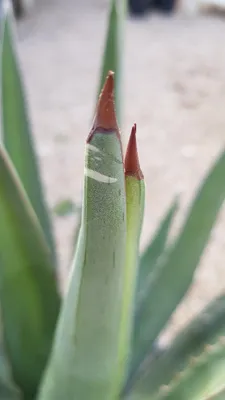 Image de Agave lechuguilla