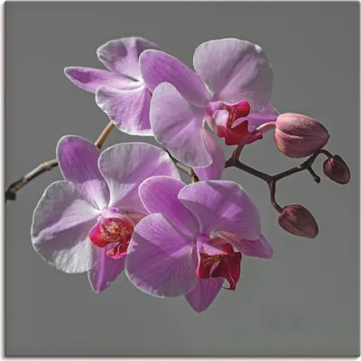 Produktbild von ARTland Leinwandbild Orchideentraum Größe: 40x40 cm