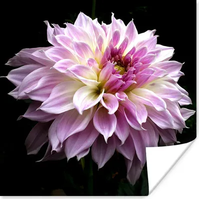 Produktbild von MuchoWow® Poster Dahlie auf schwarzem Hintergrund 50x50 cm - Wohnzimmerdekoration