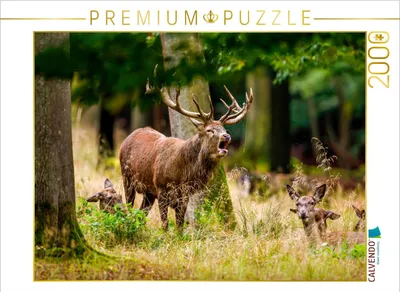 Produktbild von CALVENDO Puzzle Rothirsch in der Brunft 2000 Teile Puzzle quer | 2000 Teile Lege-Größe 90x67cm Foto-Puzzle für glückliche Stunden