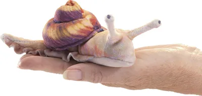 Produktbild von Folkmanis 8003 Fingerpuppe Schnecke
