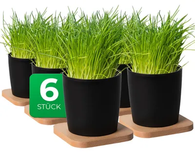 Produktbild von Novaliv Stilvolle 6er Set Kräutertopf mit Holzunterlage für jede Fensterbank, Für frische Küchenkräuter, Kräutergarten für die küche, Kräuterbeet indoor, Zimmerpflanzen, Pflanzentopf, Pflanzschale