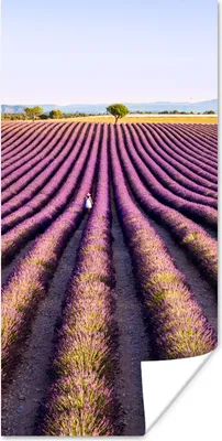 Produktbild von MuchoWow® Poster Lavendelfelder in der Provence in Frankreich 20x40 cm - Plakat - Foto
