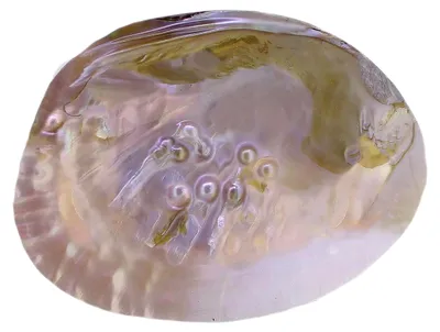 Produktbild von Echte Perlmuttmuschel mit Perle, Muschel Deko, Muschelschale, Seifenschale, Schmuckschale oder Räucherschale (1 Hälfte)