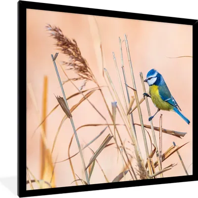Produktbild von MuchoWow® Gerahmtes Poster Vogel - Blaumeise - Schilf 40x40 cm - Poster mit Schwarzem Bilderrahmen Wandposter Rahmen Foto Bilder - Mit Rahmen - Wanddekoration Schlafzimmer