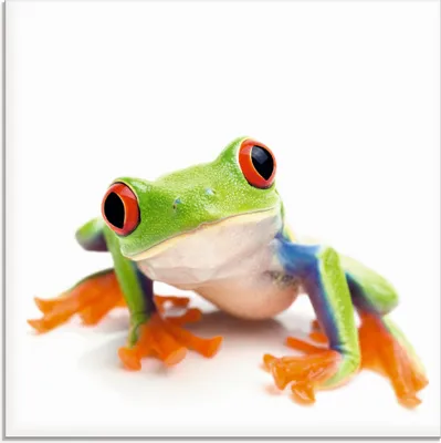 Produktbild von ARTland Glasbild Großaufnahme eines Frosches vor weiß Größe: 20x20 cm