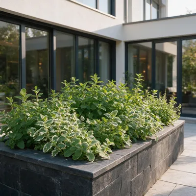 Image de Vasteplant - Borderpakket - Theekruiden - Diversen - Soorten en kleuren - 12 Planten - Pot 11cm - Hoogte 15-25cm