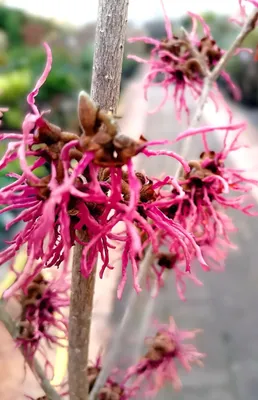 Produktbild von Zaubernuss Hamamelis Intermedia Feuerzauber 30 - 40 cm