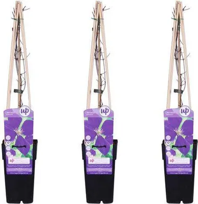 Zdjęcie produktu dla Powojnik Clematis 'Jackmanii' – 3 sadzonki, średnica 15 cm, wysokość 65 cm, odmiana mrozoodporna na balkon