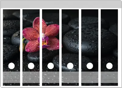Produktbild von Wallario Ordnerrücken Sticker, selbstklebend für breite Ordner, 6 Stück, Motiv Orchideen-Blüte auf schwarzen Steinen, benetzt mit Wasser-Tropfen