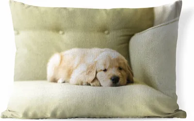 Produktbild von MuchoWow® Outdoor Kissen - Ein schlafender Golden Retriever Welpe auf dem Sofa - 50x30 cm - Wetterfest - Lounge Kissen - Sofa kissen - Wohnzimmer Dekoration