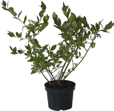 Produktbild von Reka Kulturheidelbeere Blaubeere Heidelbeere frosthart robust süß 40-60 cm Pflanze 3- 5 Liter Topf