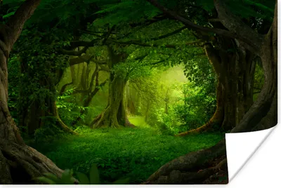 Produktbild von MuchoWow® Poster Bäume - Wald - Grün - Landschaft - Natur 120x80 cm - Bilder