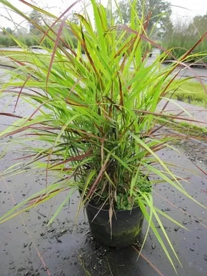 Produktbild von Panicum virgatum Rehbraun - Rutenhirse Rehbraun